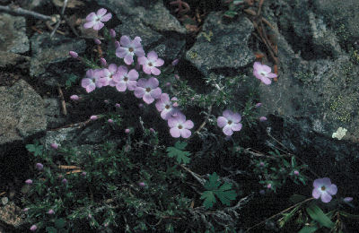 Phlox diffusa, Bohemia Peaks, OR