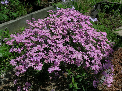 Phlox divaricata, a mid size phlox