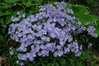 an unnamed cultivar of Phlox divaricata