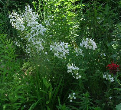 Phlox maculata 'Flower Power'