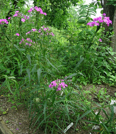 Phlox glaberrima ssp. interior