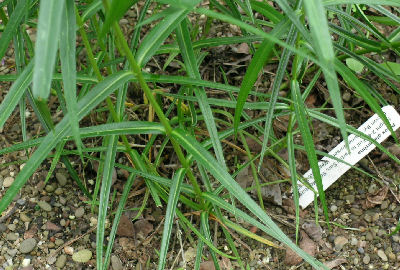 P. glaberrima ssp interior crown lacks decumbent stems