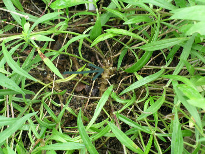 P. triflora decumbent stem (arrow)