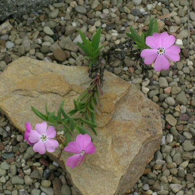 Phlox longifolia ssp brevifolia in a Fayette Co., PA garden