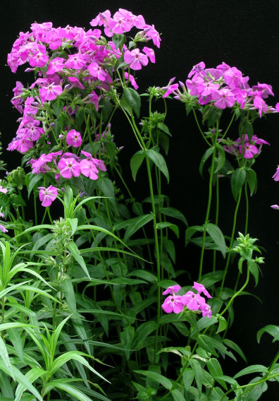 Phlox "carolina" Growild form