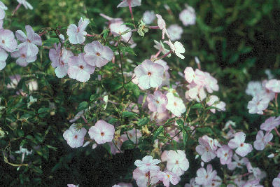 Hybrid (?) phlox from Don Hackenberry