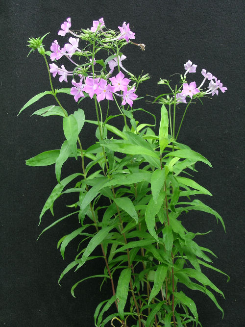 Phlox carolina 'Kim'