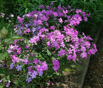 Phlox ovata