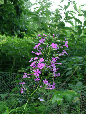 wild-type Phlox maculata cylindrical inflorescence