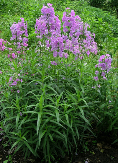 Phlox maculata Prairie form