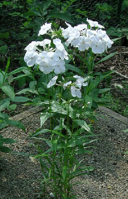 Phlox carolina 'Minnie Pearl'