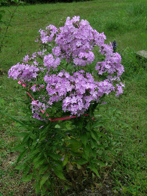 Phlox paniculata, a very large phlox