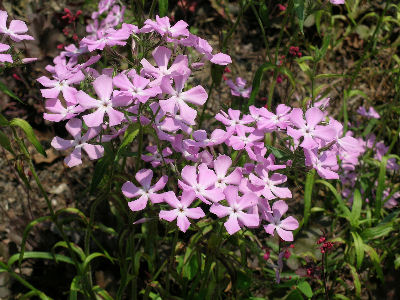 Phlox pilosa ssp ozarkana