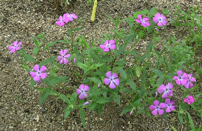 Phlox pilosa ssp. riparia from Alplains