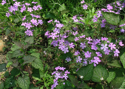 Phlox pilosa 'Slim Jim'