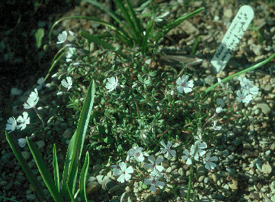 Phlox procumbens 'Snowflake'