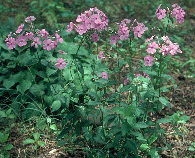 Phlox pulchra