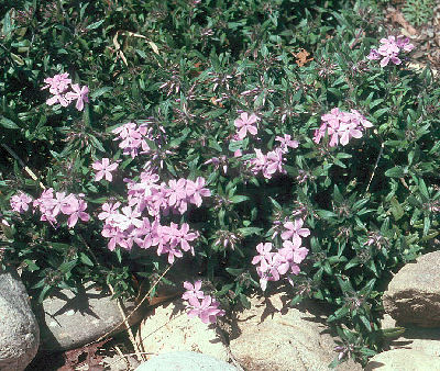 Phlox rugelii 'Green Spring'