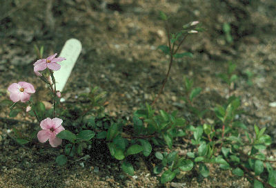 Phlox stolonifera  adsurgens