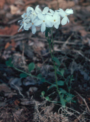 Phlox stolonifera 'Bruce's Whie'