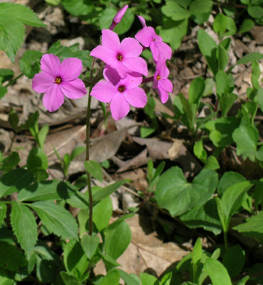 Phlox stolonifera in the wild, Fayette Co., PA