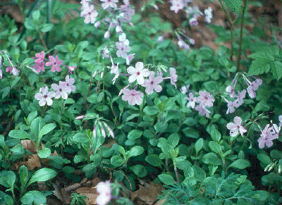 Phlox stolonifera 'Wister's Pink'