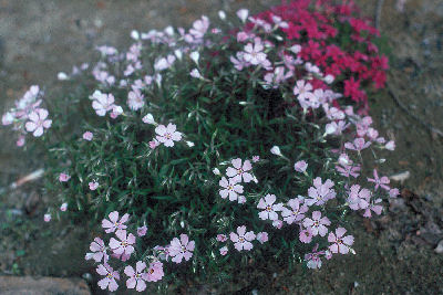 Phlox 'Sunrise'