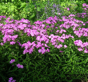 Phlox triflora